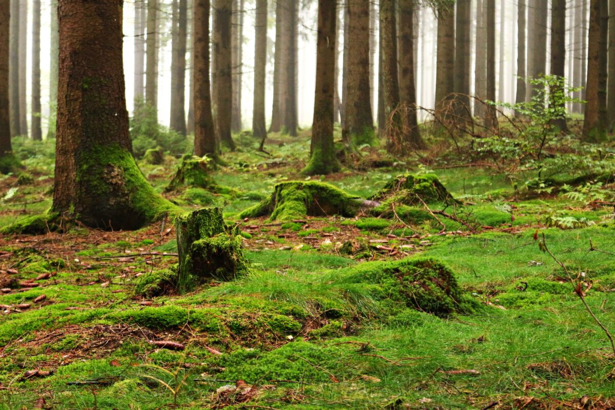 Moss for the Win in Sustainable Workplace Design - Fat Plant Society