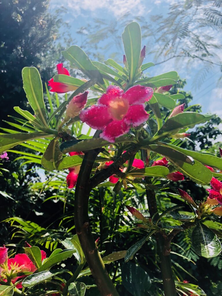 3 Hot Tips for Caring for Your Plants While You're Away: And During ...