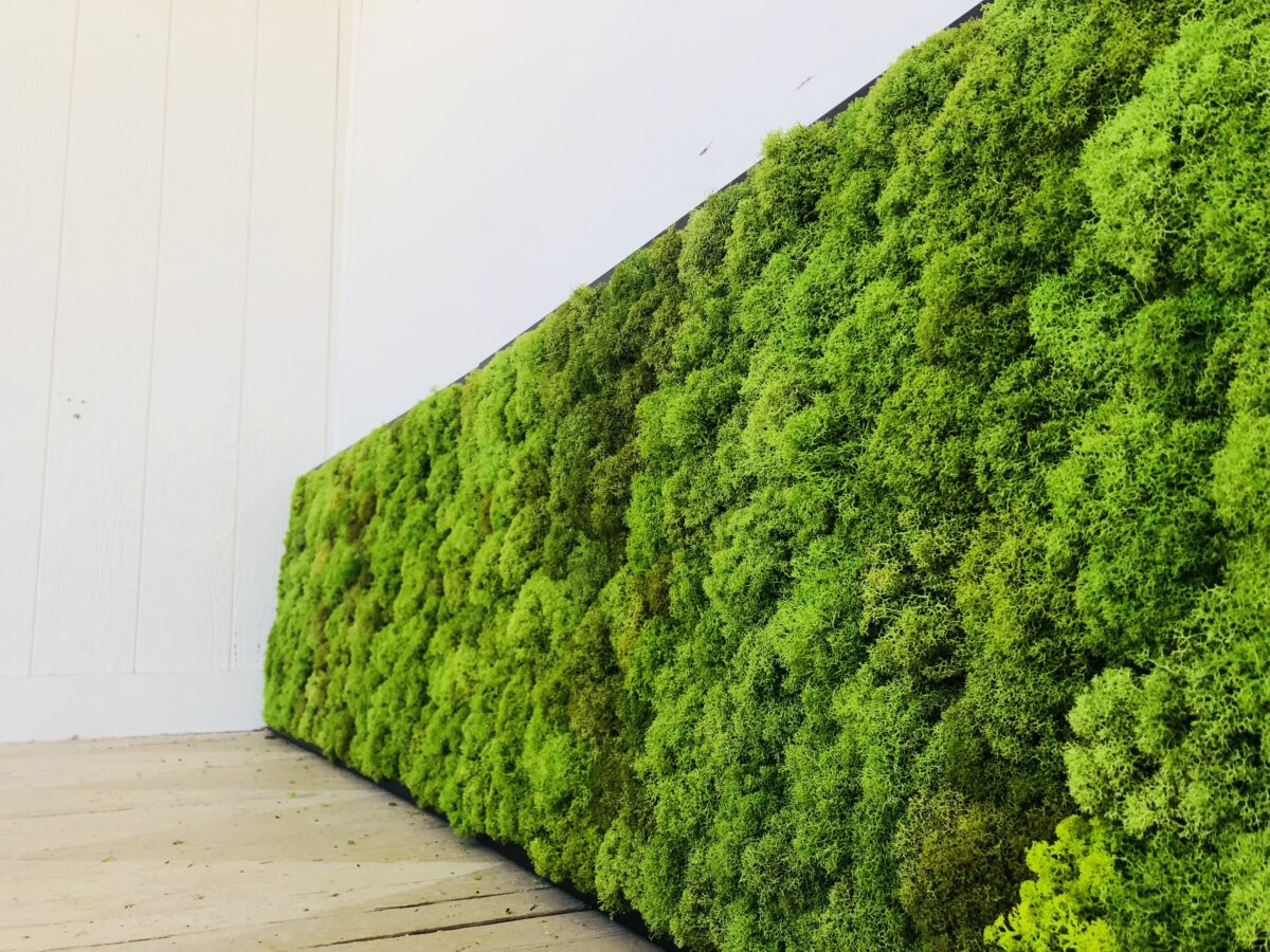 Why Moss, Why Now? - Fat Plant Society