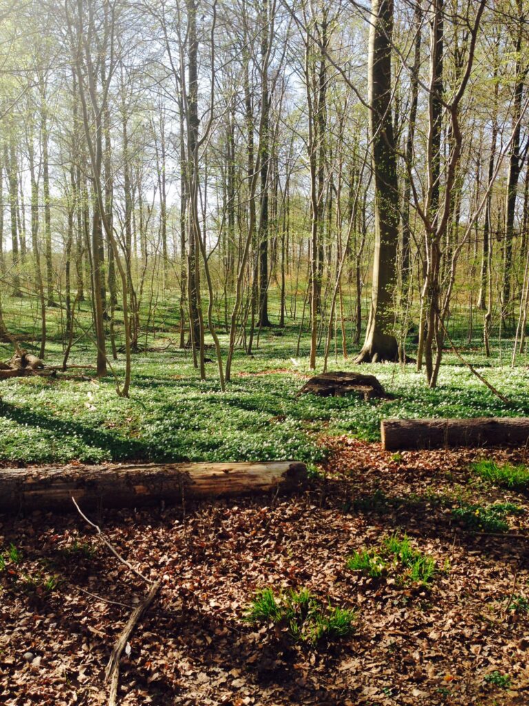 Why Moss, Why Now? - Fat Plant Society