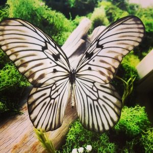 http://www.oraclekc.com/shopnow?category=Insects