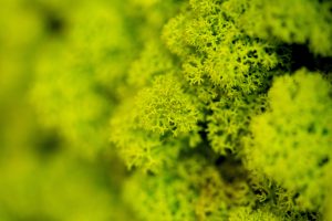 Extreme closeup of bright green reindeer moss that depicts the little pores in each floret of moss. 