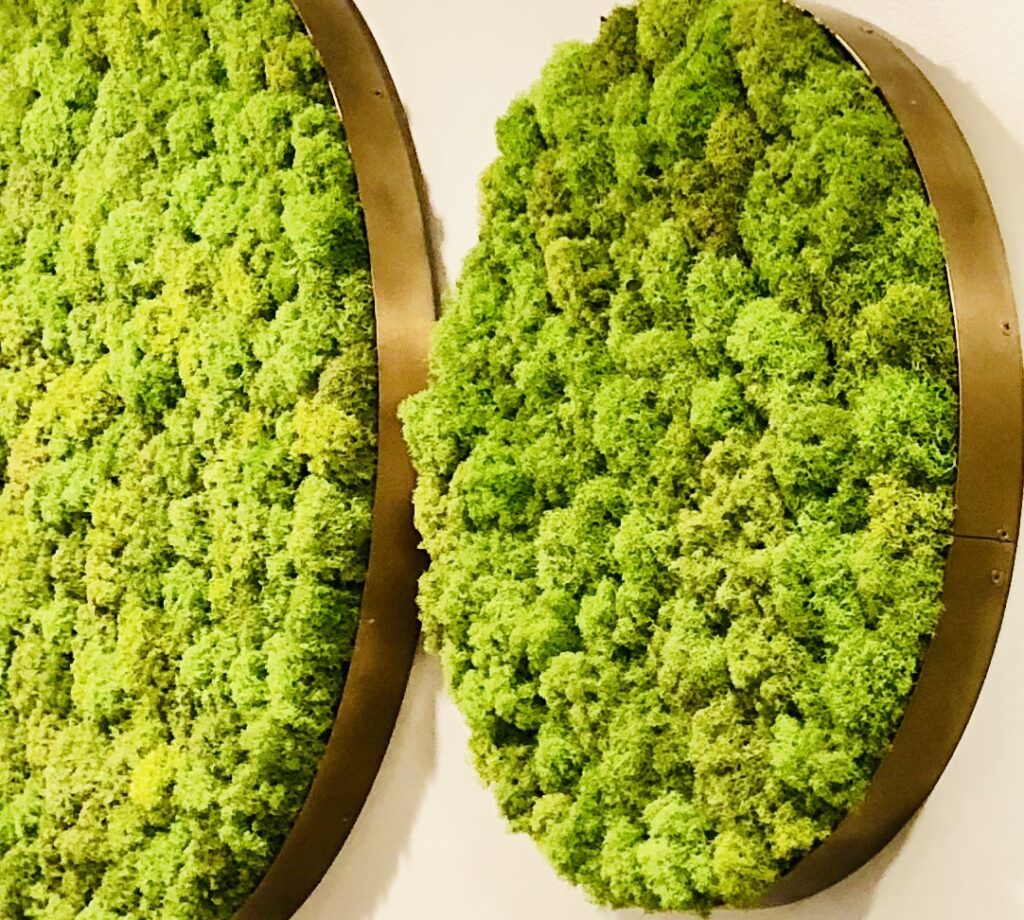 Our Interview with Editor & Environmentalist Emma Loewe - Fat Plant Society