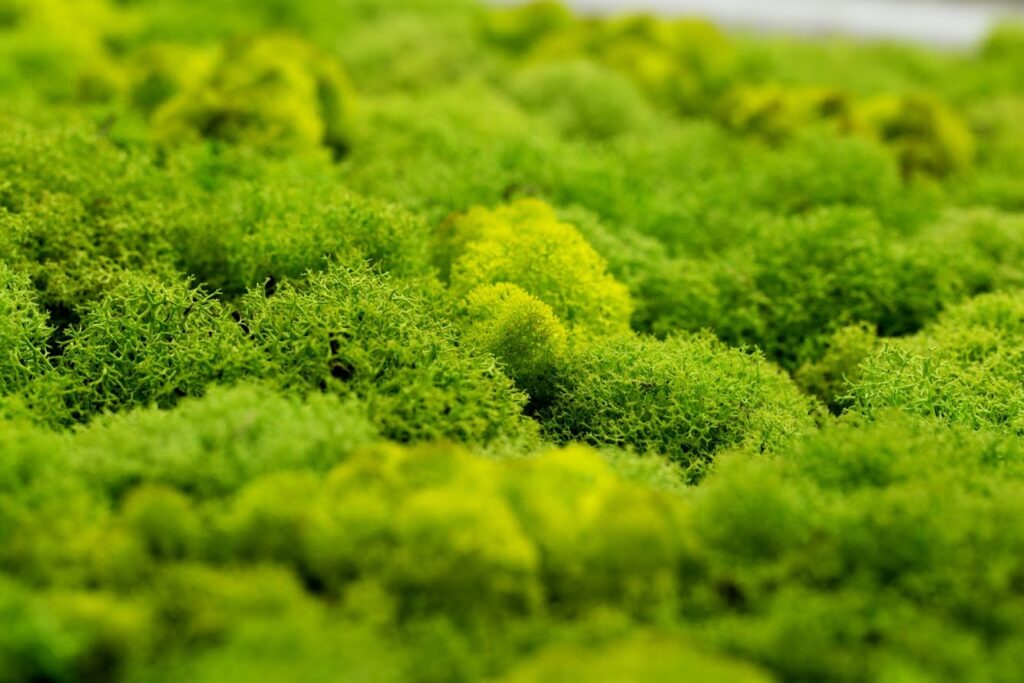 This image depicts how porous reindeer moss is and illustrates why it absorbs (VOCs) volatile organic compounds in the air and dampens noise. 