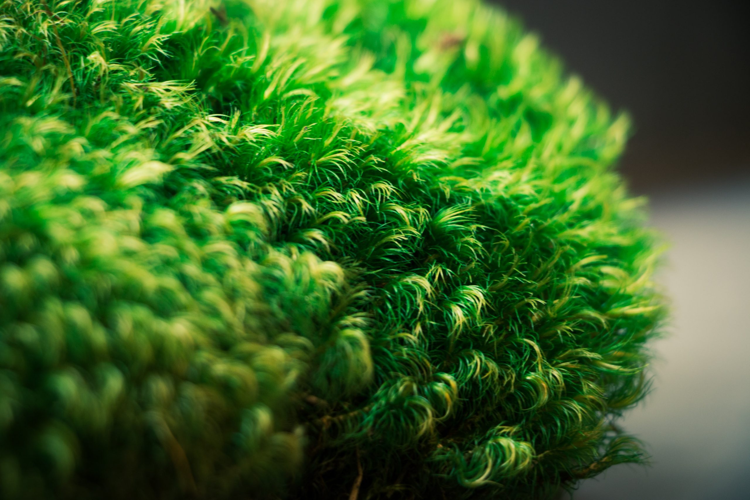 extreme closeup of one, deep, green moss pillow with little yellow hairs. 