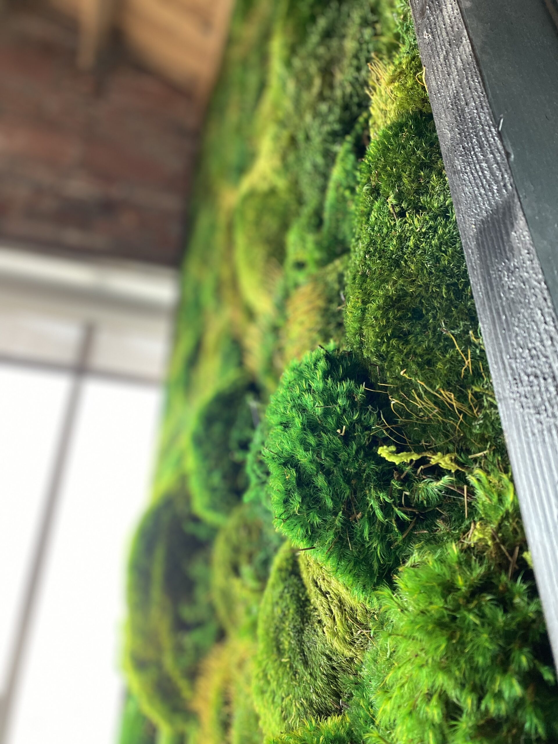 Stunning Moss Walls in Louisville, KY